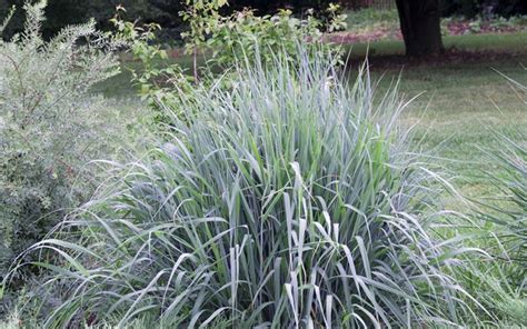 Buy Indian Steele Blue Prairie Grass Free Shipping Gallon Pot For