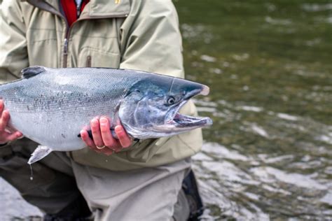 Coho Salmon - Fishmasters.com