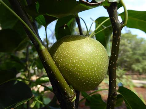 My Edible Fruit Trees: Pear Trees