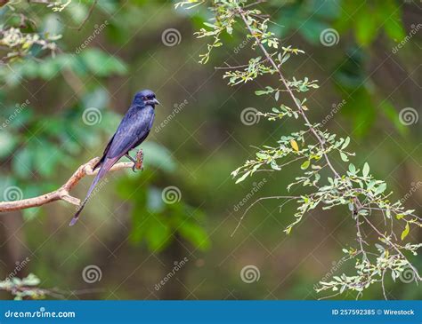 A Drango resting on a tree stock image. Image of perch - 257592385