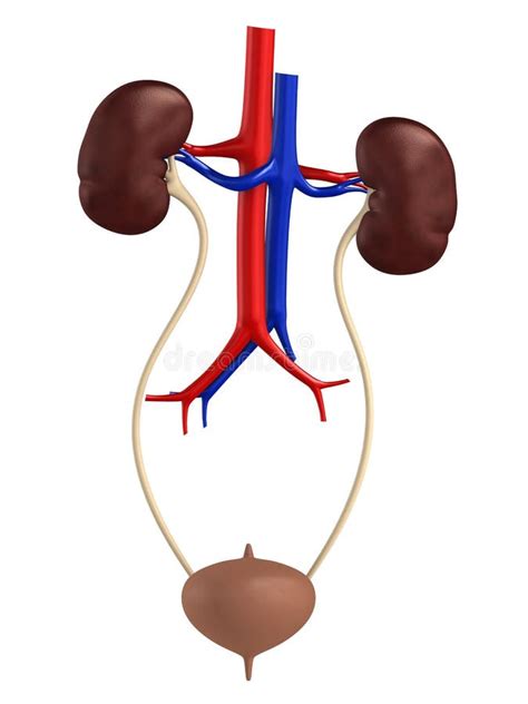 Female Urinary System Stock Illustration Illustration Of Stomach 5564010