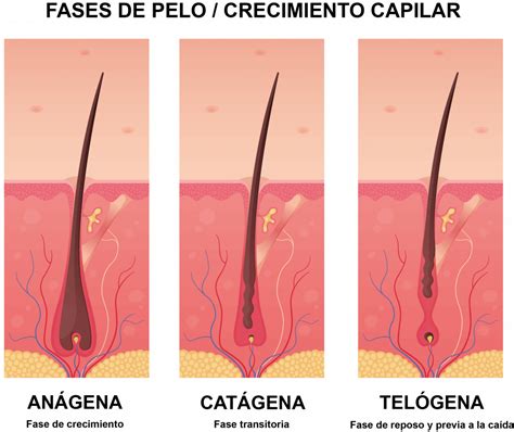 1 1 El Cabello AnatomÍa Y Fases Del Crecimiento Escec