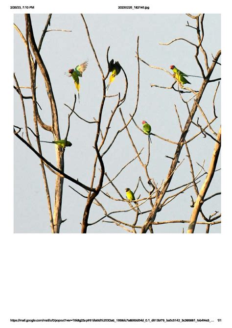 Mp Santosh Clicks Birds Of Kawal Excel India Online