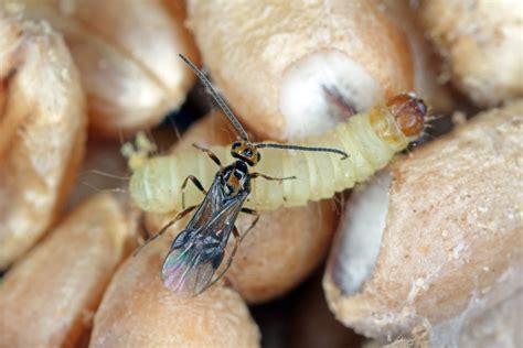 Schlupfwespen Gegen Motten Produkte Im Check Vor Nachteile Erasio