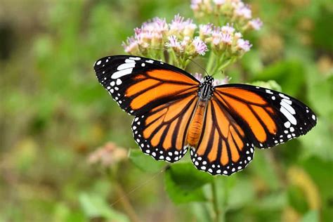 Spiritual Meanings When You See An Orange Butterfly