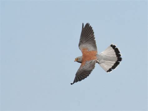 Bird of Mongolia