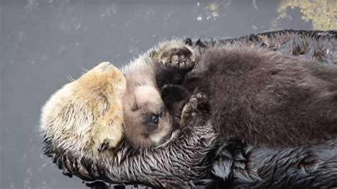 Sleepy Baby Sea Otter Takes A Nap On Its Mother S Belly