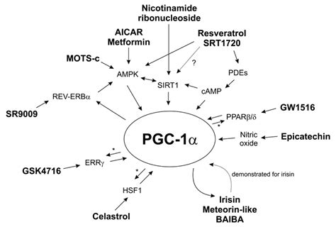 Caloric Restriction And Exercise Mimetics Ready For Prime Time