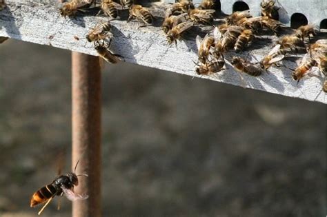 The Threat Of The Asian Hornet Apha Science Blog