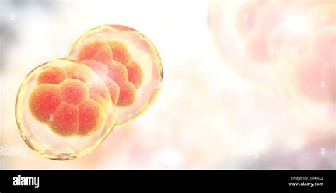 Cell Division Stages Of Mitosis Cellular Therapy Horizontal Banner With Process Division Of