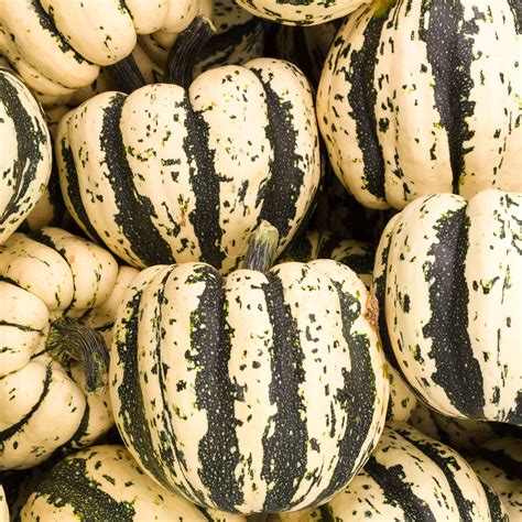 Sweet Dumpling Winter Squash Garden Seeds 1 Oz Heirloom Non Gmo