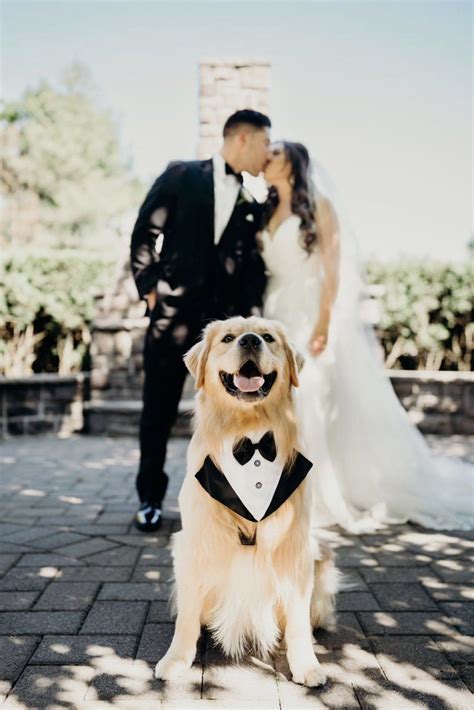 12 Of The Cutest Golden Retrievers In Weddings Youll Ever See