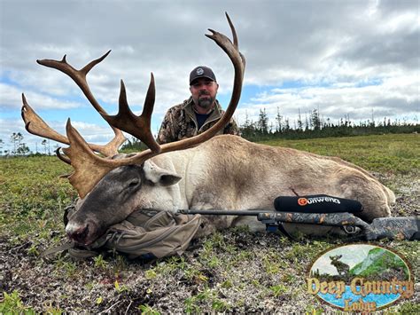 Woodland Caribou Gallery Deep Country Lodge Trophy Woodland Caribou