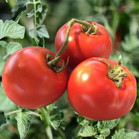 Homestead Tomato Plants for Sale - GrowJoy