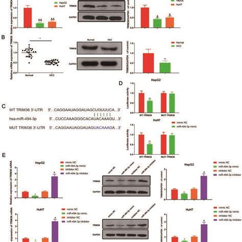 TRIM36 Stimulates Ubiquitination Of Cyclin E QRT PCR And Western Blot