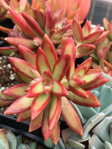 Sedum Adolphi Firestorm World Of Succulents