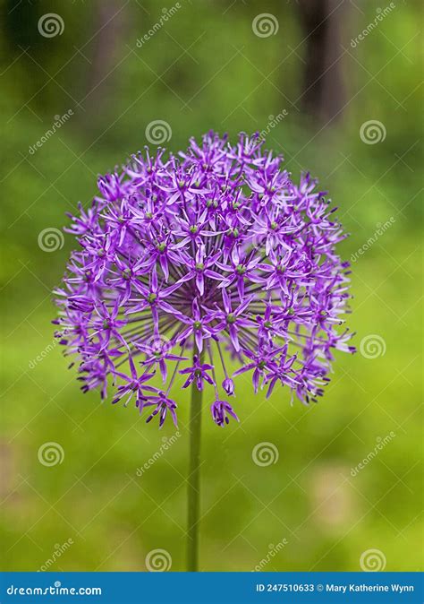 Purple Giant Allium Gladiator Bloom In A Spring Garden Stock Image