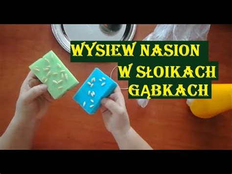 WYSIEW NASION W SŁOIKACH LUB GĄBKACH YouTube