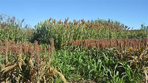 Forage Grain Sorghum Hybrids To Be Featured Morning Ag Clips