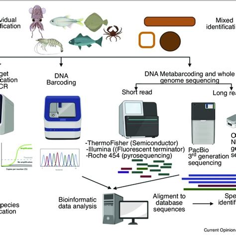 PDF Fish Intended For Human Consumption From DNA Barcoding To A Next