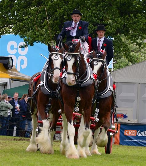 Gallery Clydesdale Horse Society