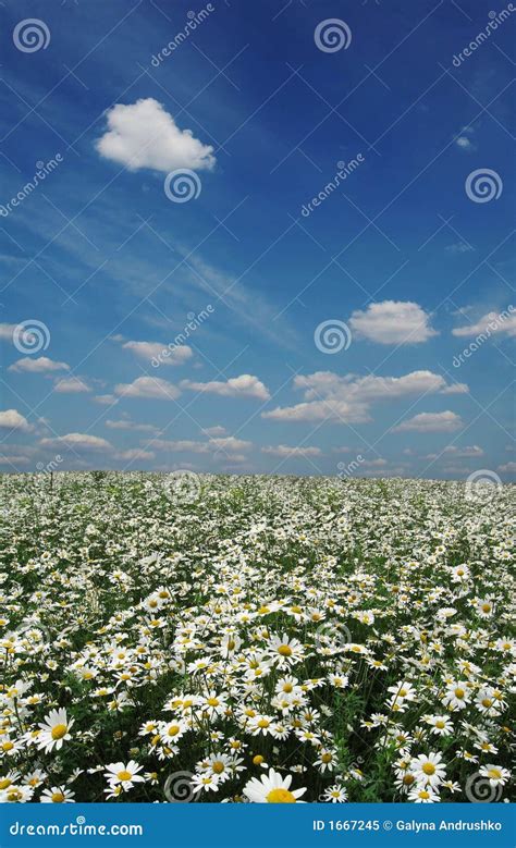 Camomile meadow stock image. Image of grassland, agriculture - 1667245