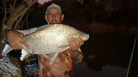 Curimba Gigante Pesca De Barranco S As Brutas Youtube