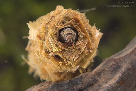 Caddisfly Larvae Order Trichoptera LIFE IN FRESHWATER