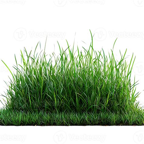 Green Grass with Transparent Background, Lush Lawn Texture for Design ...