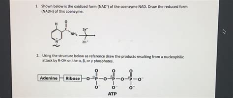 Solved 1. Shown below is the oxidized form (NAD) of the | Chegg.com 