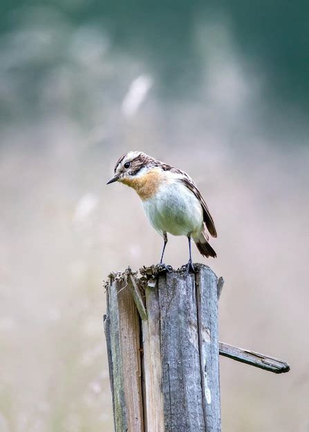 Premium Photo Small Animal