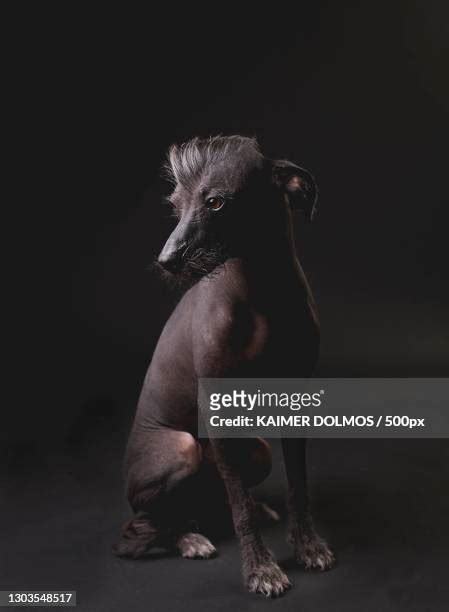 Hairless Animals Photos and Premium High Res Pictures - Getty Images