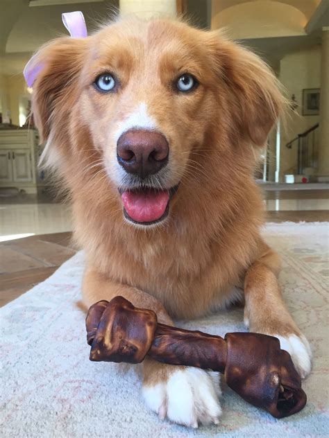 Husky Mix Golden Retriever