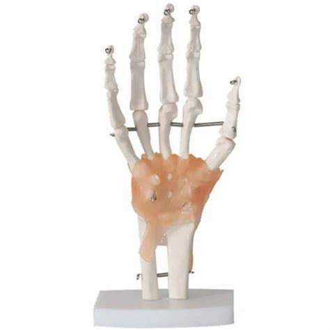 Life Size Hand Joint Model At Rs 3498 Skeleton Models In Bhopal ID