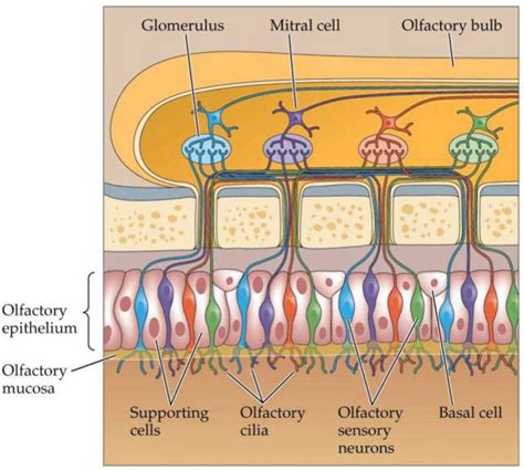Olfactory Cells Diagram 