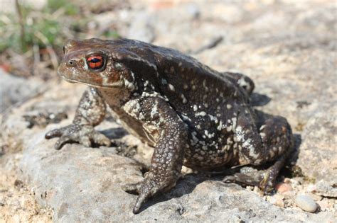 Comment se forment les nouvelles espèces de grenouilles Université