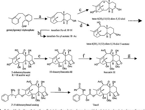 Figure 1 From The Final Acylation Step In Taxol Biosynthesis Cloning Of The Taxoid C13 Side