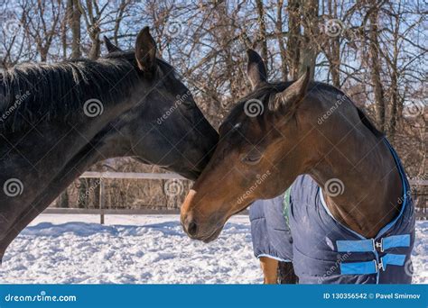 Two Horses Kissing With Mouth Open Royalty-Free Stock Photo ...