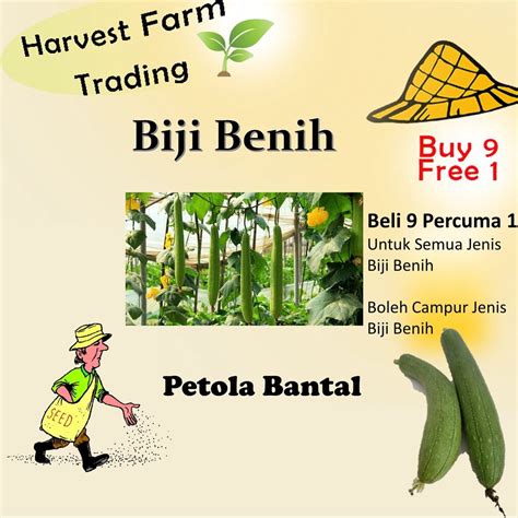Jenis Sayur Petola Ava Short