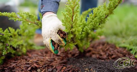 What Are The Benefits Of Mulching