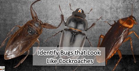 Identify Bugs That Look Like Cockroaches But Aren T Top