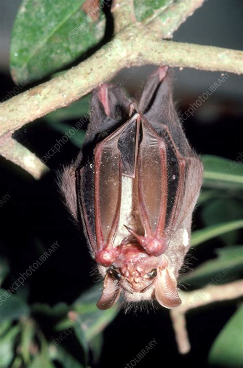 Wrinkle Faced Bat Stock Image Z9150005 Science Photo Library
