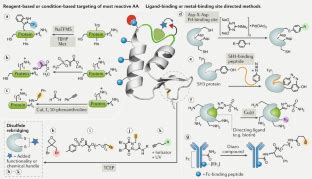 Contemporary Approaches To Site Selective Protein Modification Nature