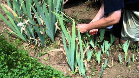 Est Ce Qu Il Faut Couper Les Feuilles Des Iris Housekeeping