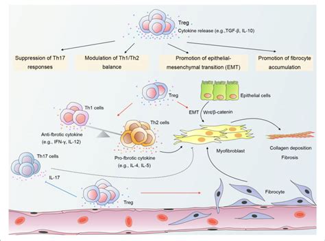 A Schematic Of Mechanisms By Which Regulatory T Cells Tregs