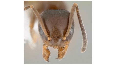 Ants Exhibit Behavioral And Physiological Changes As A Result Of