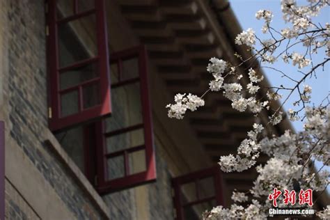 Visitors Flock To Wuhan University To Admire Cherry Blossoms