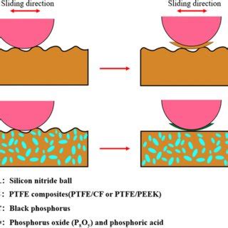 Schematic Diagram Of The Underlying Mechanism Of The Bp Nanosheets In