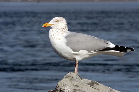 moriches inlet | Wild Westhampton