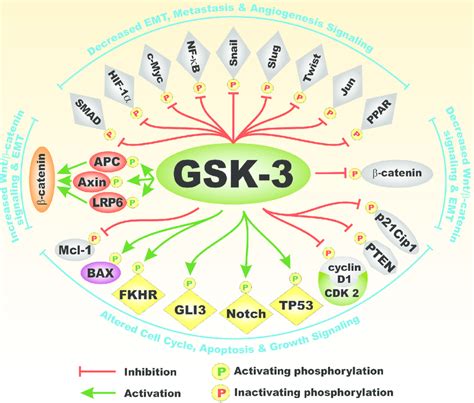 Substrates Of GSK 3 Which Are Involved In EMT On Top Of GSK 3 Are